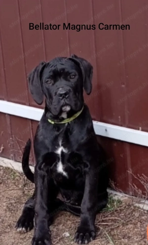 Canecorsopuppy elérhető  - kép 2