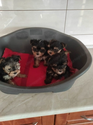 Yorki kisfiúk és kislányok - kép 2