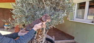 Tacskó kiskutyák - kép 7