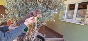 Tacskó kiskutyák - kép 6