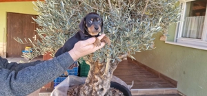 Tacskó kiskutyák - kép 2