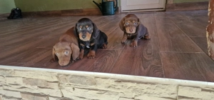 Tacskó kiskutyák - kép 13