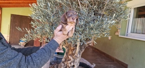 Tacskó kiskutyák - kép 5