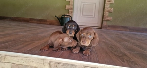 Tacskó kiskutyák - kép 10