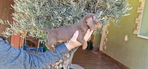 Tacskó kiskutyák - kép 8