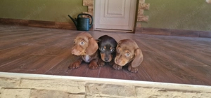 Tacskó kiskutyák - kép 12