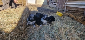 Mudi kiskutyák eladók - kép 3