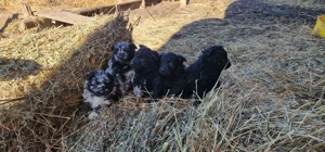 Mudi kiskutyák eladók - kép 2