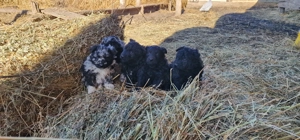 Mudi kiskutyák eladók - kép 5