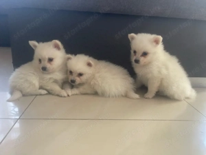 Pomerániai Törpe Spitz kiskutyák