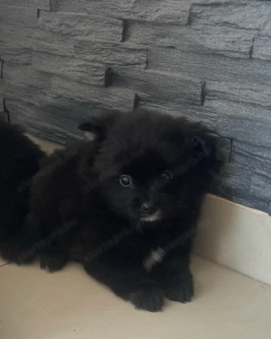 Pomerániai Törpe Spitz kiskutyák