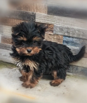 Yorki kislány - kép 5