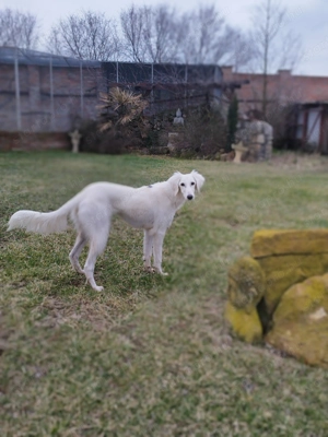 Saluki(perzsa agár) szuka