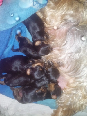     Csodaszép Yorki Babák Gazdit Keresnek!     - kép 2