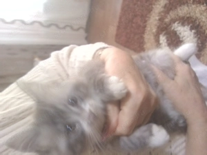 Maine conn három hónapos fiú cica - kép 2