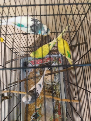 3papagály+kalitka