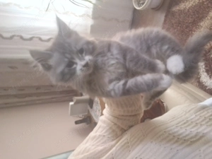 Maine conn három hónapos fiú cica