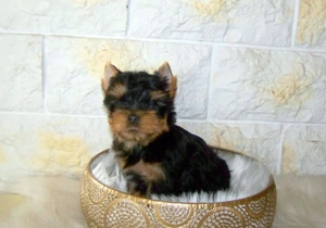 Yorkshire terrier pici méretű, minőségi babák