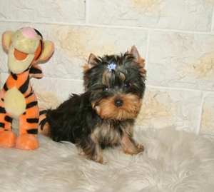 Picike méretű Yorkshire Terrier babák eladók! - kép 2