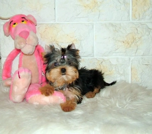 Picike méretű Yorkshire Terrier babák eladók! - kép 4