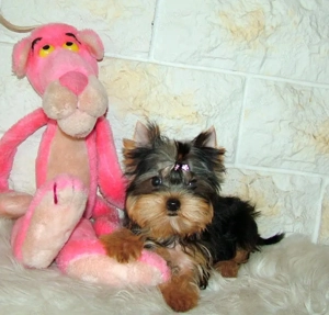 Picike méretű Yorkshire Terrier babák eladók! - kép 3