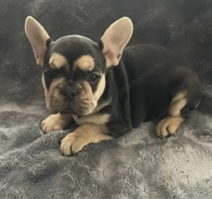 Francia bulldog kiskutyák - kép 3