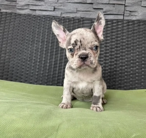 Francia bulldog kiskutyák - kép 2