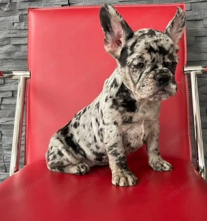 Francia bulldog kiskutyák