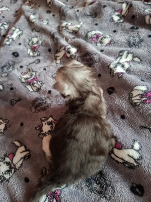 Maine coon cica- Hivatalos tenyészetből  - kép 8