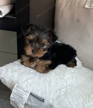 Yorki-Terrier kölykök  - kép 3