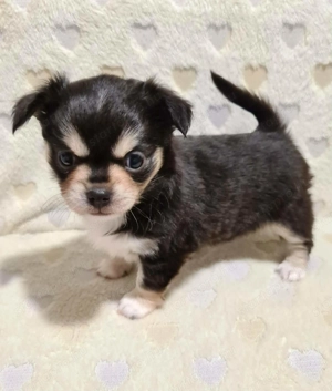 Törzskönyvezett csivava kölykök! Szultán-Sarki Haritage kennel.