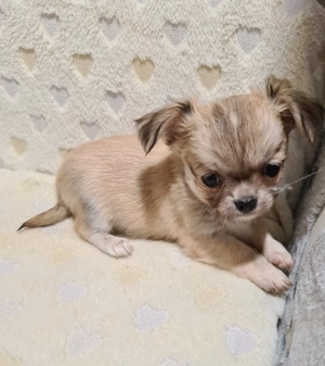 Törzskönyvezett csivava kölykök! Szultán-Sarki Haritage kennel. - kép 6