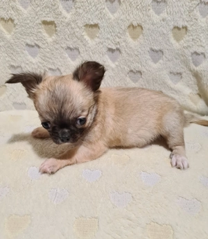 Törzskönyvezett csivava kölykök! Szultán-Sarki Haritage kennel. - kép 7