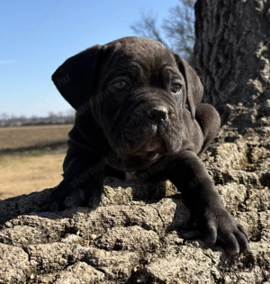 Cane Corso fekete szuka EUCH WCh ösökkel tenyésztői garanciával eladó - kép 3