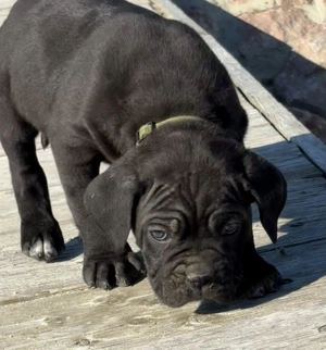 Cane Corso fekete szuka EUCH WCh ösökkel tenyésztői garanciával eladó - kép 5