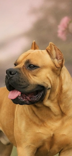 Cane Corso fekete szuka EUCH WCh ösökkel tenyésztői garanciával eladó - kép 8