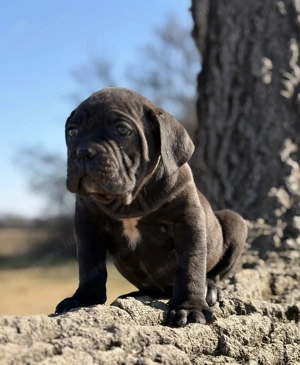 Cane Corso fekete szuka EUCH WCh ösökkel tenyésztői garanciával eladó - kép 2
