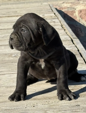 Cane Corso fekete szuka EUCH WCh ösökkel tenyésztői garanciával eladó - kép 6