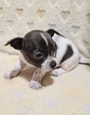 Színes csivava babyk foglalhatóak! - kép 5