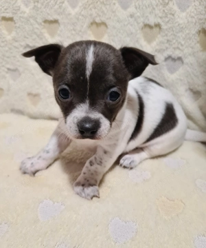 Színes csivava babyk foglalhatóak!