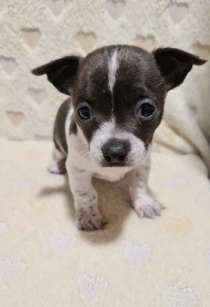 Színes csivava babyk foglalhatóak! - kép 8