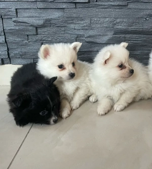 Gyönyörű Pomerániai Törpe Spitz kiskutyák