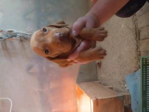 Magyar vizsla  - kép 4