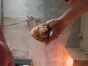 Magyar vizsla  - kép 2