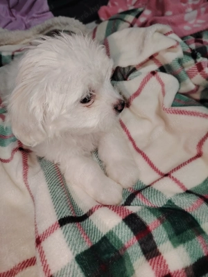  máltai selyem kislány  - kép 3