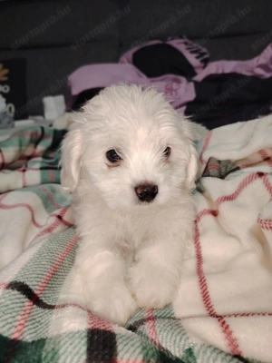  máltai selyem kislány  - kép 4