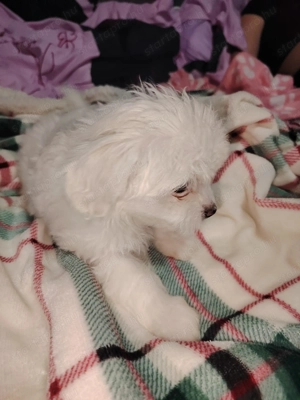 Eladó máltai selyem kiskutya  - kép 2