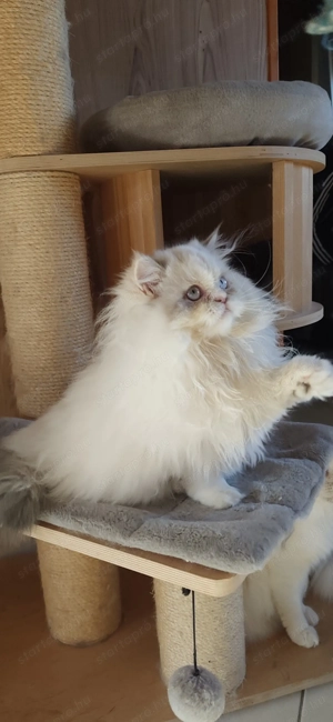 Perzsa kislány  - kép 3