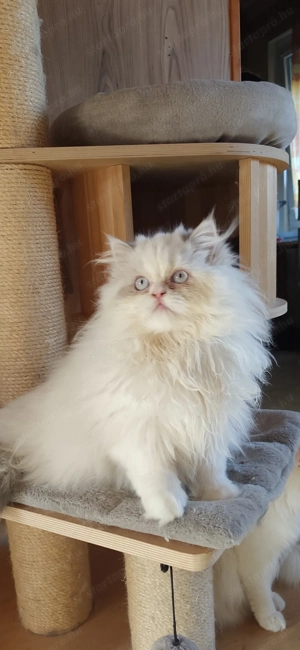 Perzsa kislány  - kép 4