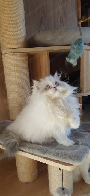 Perzsa kislány  - kép 2